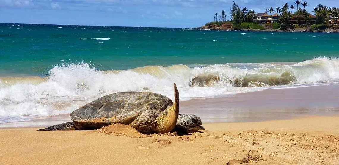 Island Sands 401 Wailuku 0*,  United States